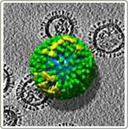 Collect 3-dimensional images of flu viruses