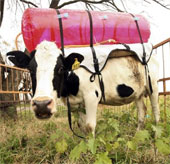 Collect emissions from cows