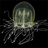 Collection of bizarre deep sea creatures