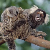 Collection of selected animals