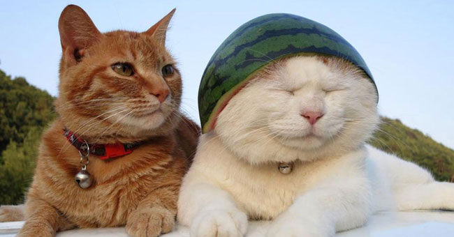 Collection of the most adorable animals in the earth
