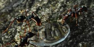 Collective stomach of ant colonies