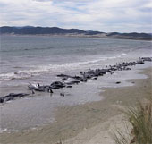 Collective whales are not in the same family