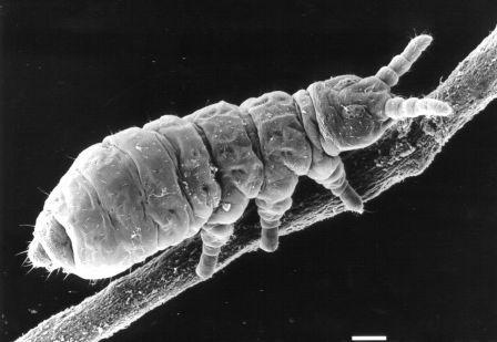 Collembola regulates reproduction to adapt to the environment