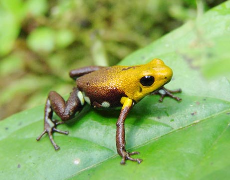 Colombia: Discovered a new species of golden frog