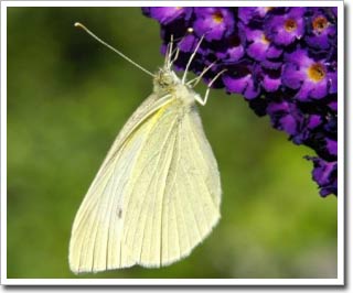 Color butterfly wings structure