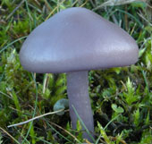 Colorful beauty of mushrooms