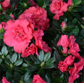 Colorful flowers on Hoang Hoa Tham street