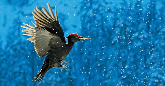 Colorful picture of birds