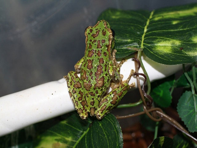 Colors of Vietnamese tree frogs