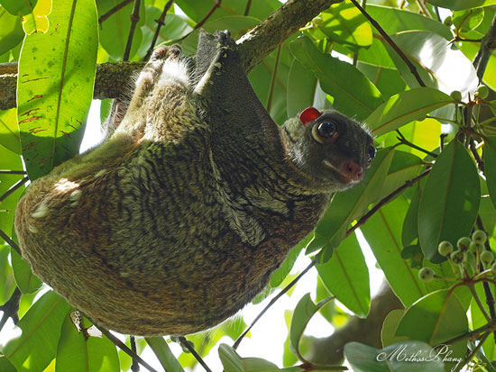 Colugo lemur consumes more energy when