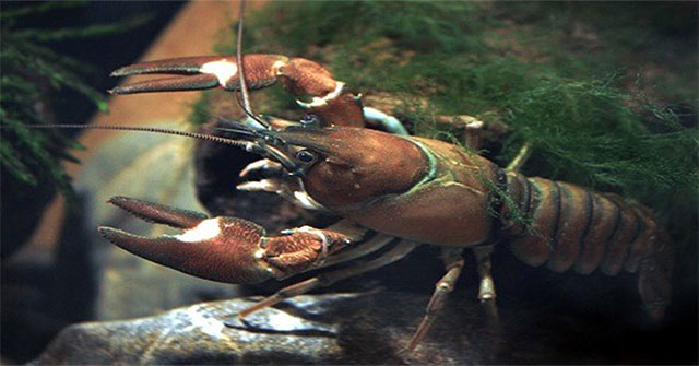 Common harmful lobster species in the world