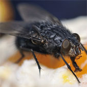 Common points between people, flies and worms