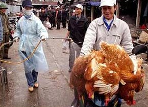 Communication campaign to prevent bird flu