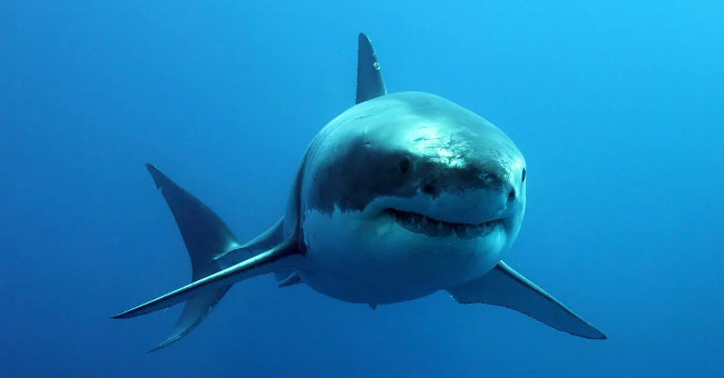 Compare the size of shark species in the world