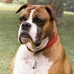 Complete dog genome decoding helps to understand more about human disease