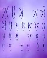 Complete map of human genome
