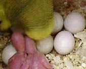 Complete the process of artificial hatching of Yen bird