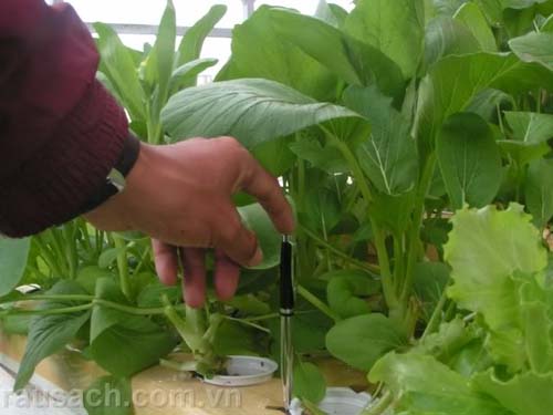 Compost made from organic waste efficiently used