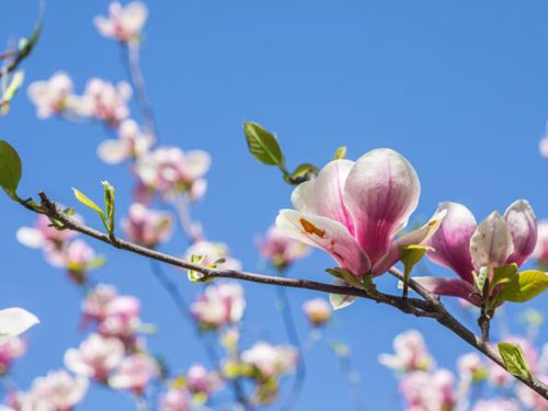 Compound from magnolia can treat head and neck cancer