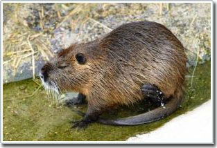 Compounds for beavers - harmful animals like mice ravaging the Gulf marsh
