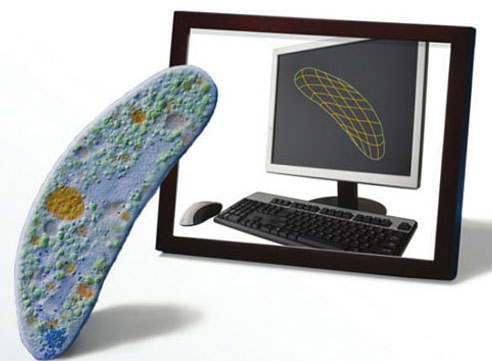 Computer model of sexually transmitted bacteria
