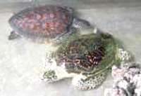 Con Dao: Tens of thousands of hatched baby turtles each year