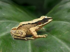 Concave ear frogs call their partners with ultrasound