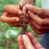 Concerns about alien creatures