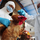 Concerns about drug resistance of H7N9 virus