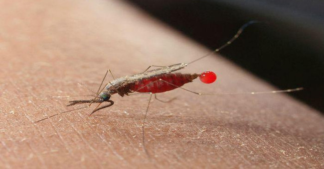 Conduct a trial on human malaria vaccine