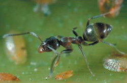 Confession - The secret to ants through the crowd