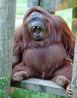 Confiscated, returned to Indonesia two orangutans