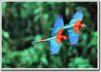 Conflict about the origin of birds