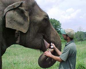 Conflict between people and elephants, how to solve?