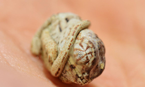 Confusing reality in the experiment of breaking gecko eggs