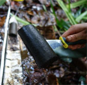 Congo: discovered large swamp containing billions of tons of peat