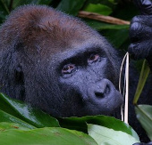 Congo established gorilla sanctuary