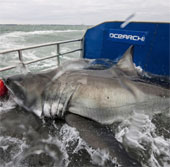 Conquering white sharks weighing 1000kg