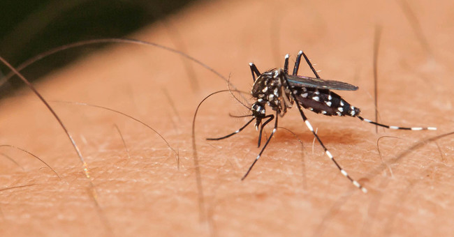 Consequences when mosquitoes become extinct