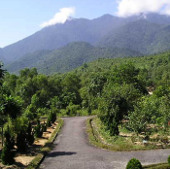 Conservation of genetic resources of rare plants in Bach Ma