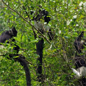 Conservation of populations of white cheeked black langurs in Tuyen Quang