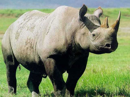 Conserve animals by producing frozen stem cells