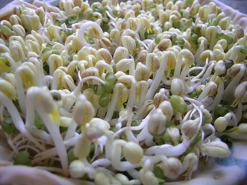 Consumers are wary of stimulating bean sprouts