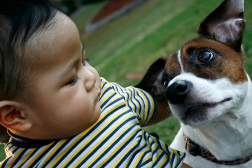 Contact with dogs helps children reduce their risk of asthma