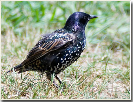 Contagious worms help the starling birds sing better