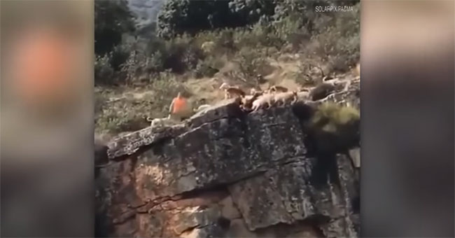 Contemplation of deer, pack of hunting dogs falling down a series of cliffs