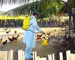Continue to prevent bird flu