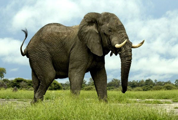 Contraception for elephants