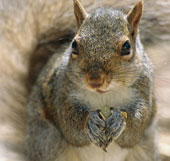 Contraception for squirrels